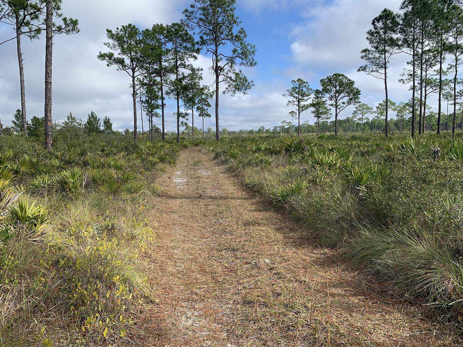 Trail Palmetto Scrub to Creekside Campsite